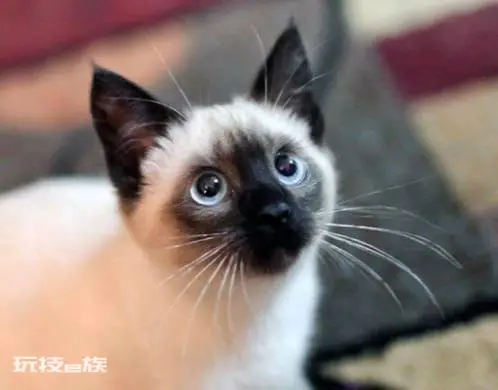 宠物猫品种和价格图片大全(7种常见宠物猫的市场价)-图片3