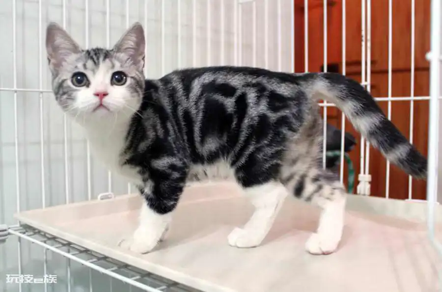 宠物猫品种和价格图片大全(7种常见宠物猫的市场价)-图片4