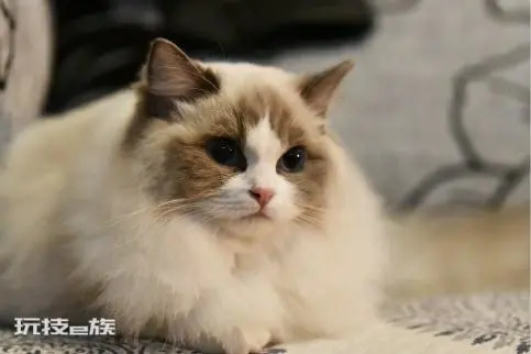 宠物猫品种和价格图片大全(7种常见宠物猫的市场价)-图片5