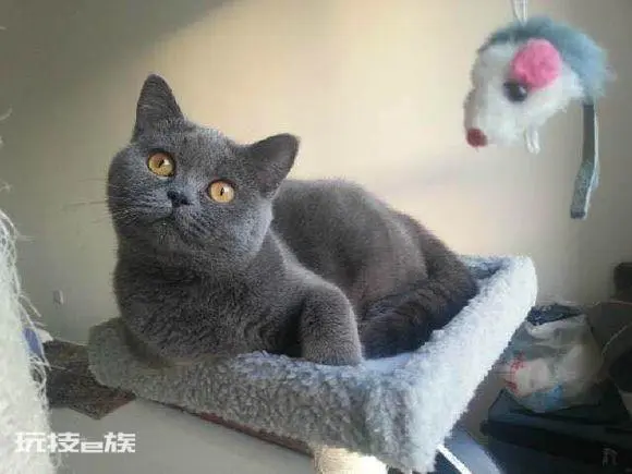 宠物猫品种和价格图片大全(7种常见宠物猫的市场价)-图片6