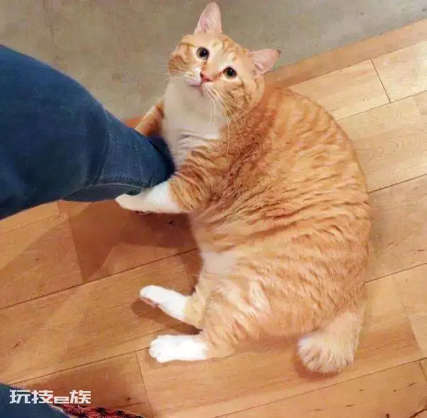 宠物猫品种和价格图片大全(7种常见宠物猫的市场价)-图片7