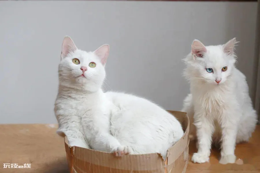 宠物猫品种和价格图片大全(7种常见宠物猫的市场价)-图片8