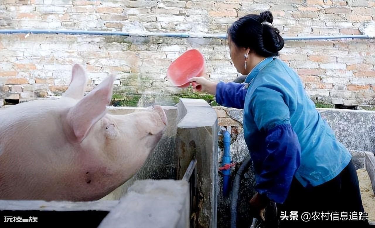 养100头猪国家补贴多少钱（现在农村养猪国家有补贴吗）-图片2