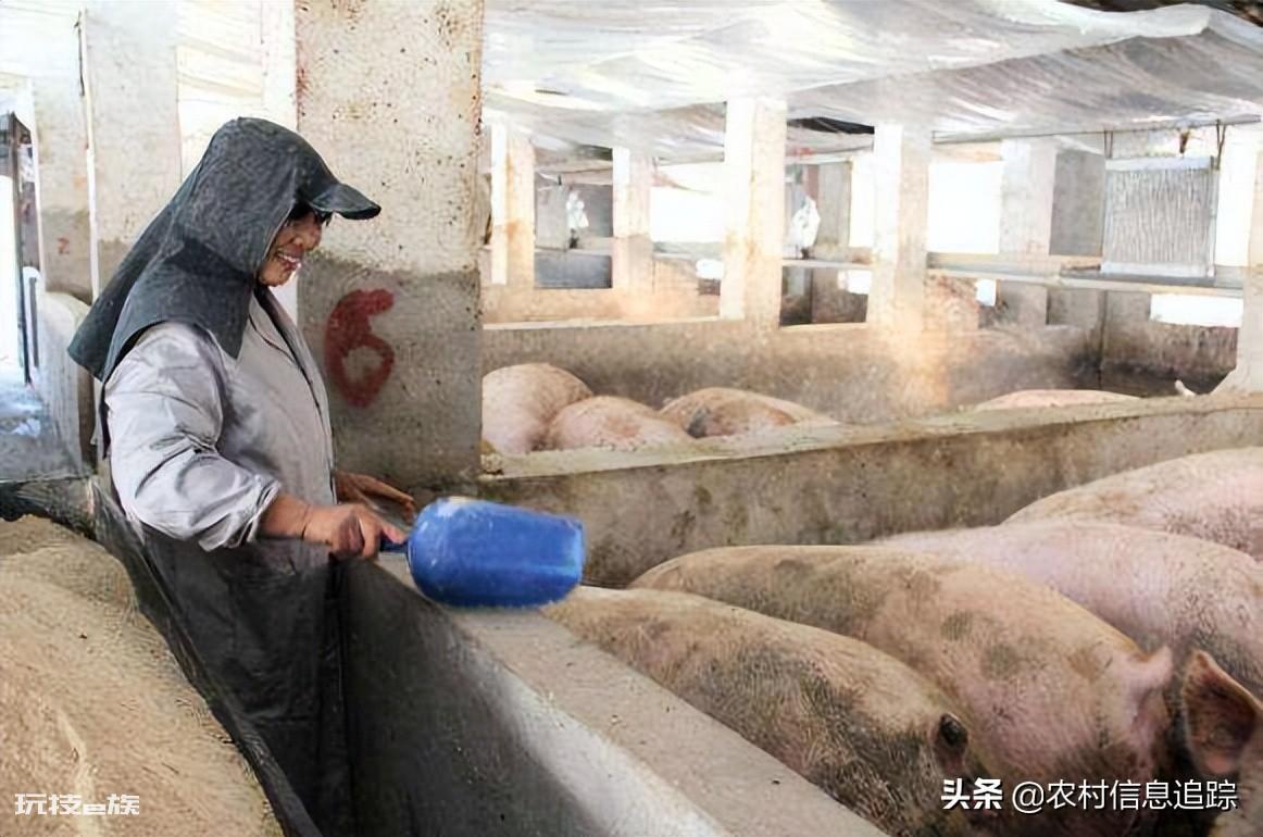 养100头猪国家补贴多少钱（现在农村养猪国家有补贴吗）-图片4