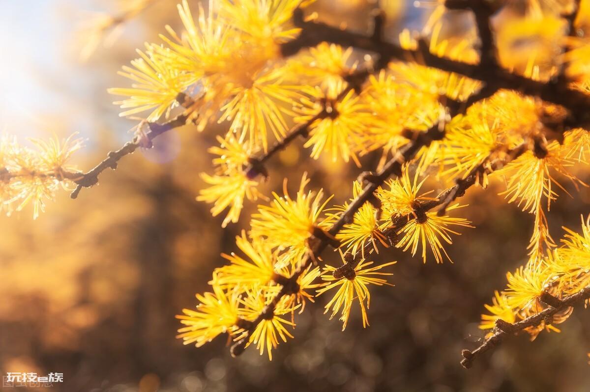 常见的裸子植物有哪些(中国常见的10种裸子植物用途广泛)-图片3
