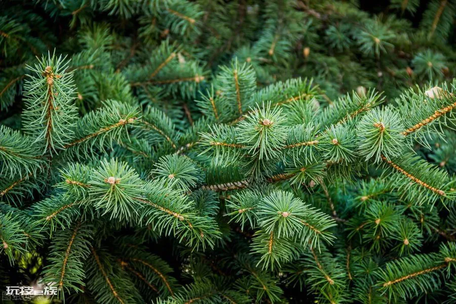 常见的裸子植物有哪些(中国常见的10种裸子植物用途广泛)-图片4