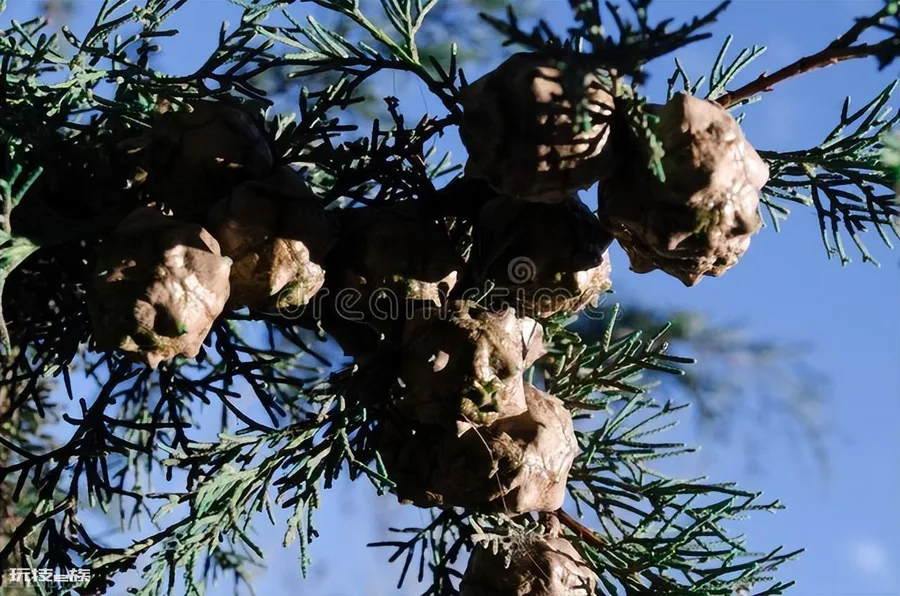 常见的裸子植物有哪些(中国常见的10种裸子植物用途广泛)-图片10