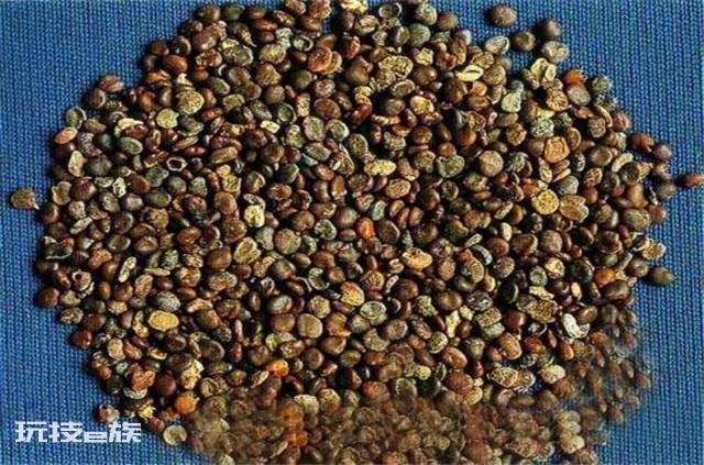 沙苑子是什么植物的种子（沙苑子高产栽培技术的要点）-图片2