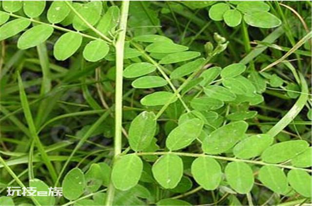 沙苑子是什么植物的种子（沙苑子高产栽培技术的要点）-图片4