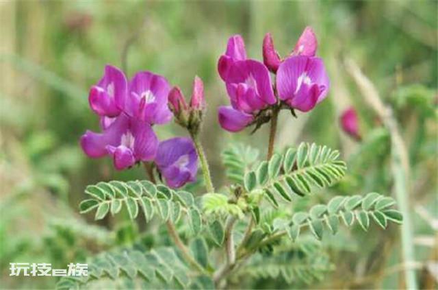 沙苑子是什么植物的种子（沙苑子高产栽培技术的要点）-图片5