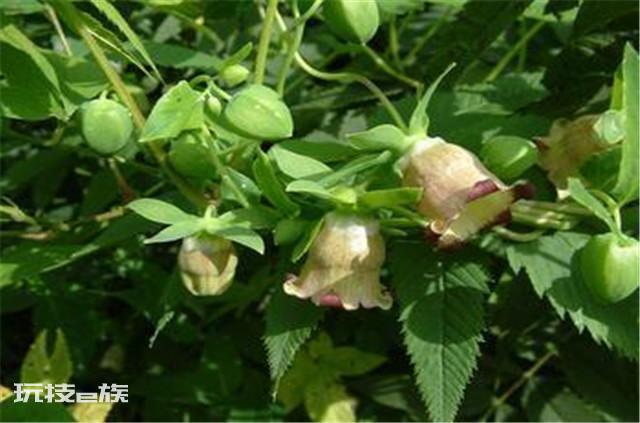 沙苑子是什么植物的种子（沙苑子高产栽培技术的要点）-图片6