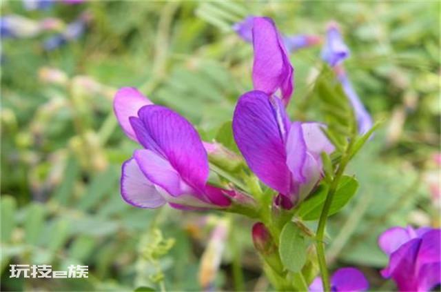 沙苑子是什么植物的种子（沙苑子高产栽培技术的要点）-图片8