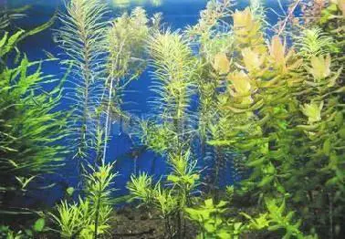 常见的藻类植物有哪些(生活中藻类有多少种类)-图片1