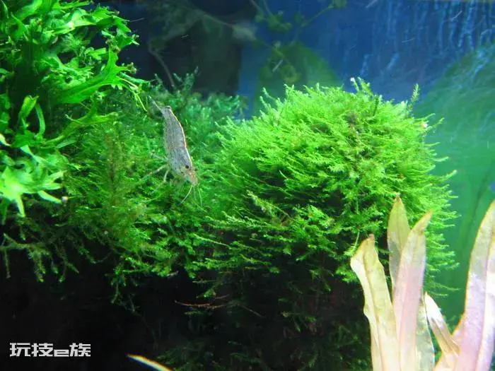 常见的藻类植物有哪些(生活中藻类有多少种类)-图片4