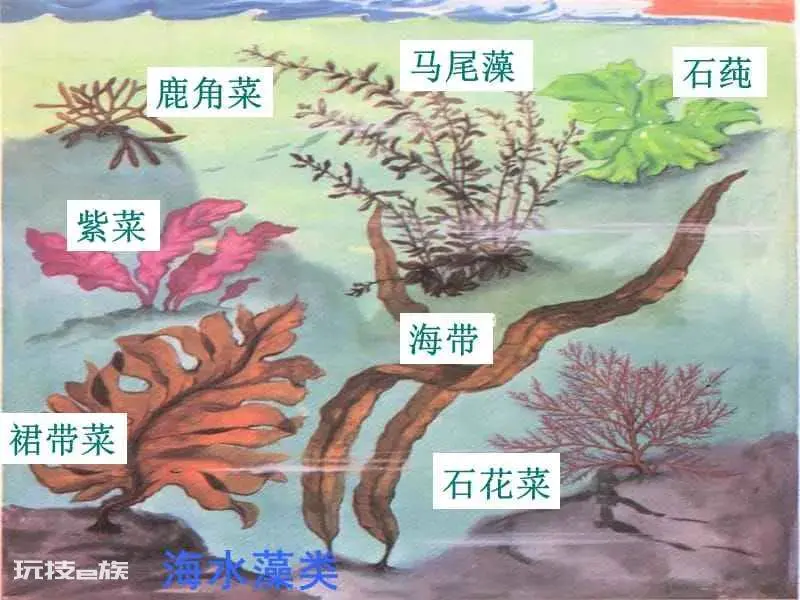 常见的藻类植物有哪些(生活中藻类有多少种类)-图片6