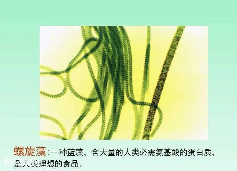 常见的藻类植物有哪些(生活中藻类有多少种类)-图片7