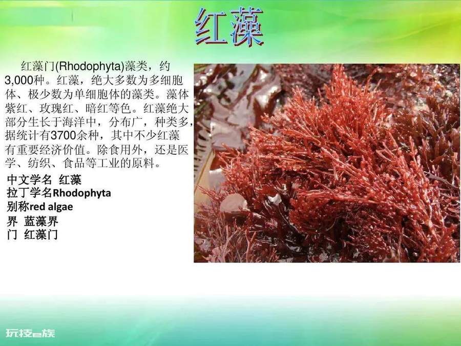 常见的藻类植物有哪些(生活中藻类有多少种类)-图片8