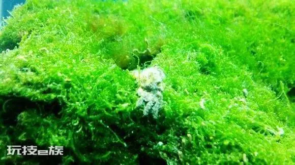 常见的藻类植物有哪些(生活中藻类有多少种类)-图片9