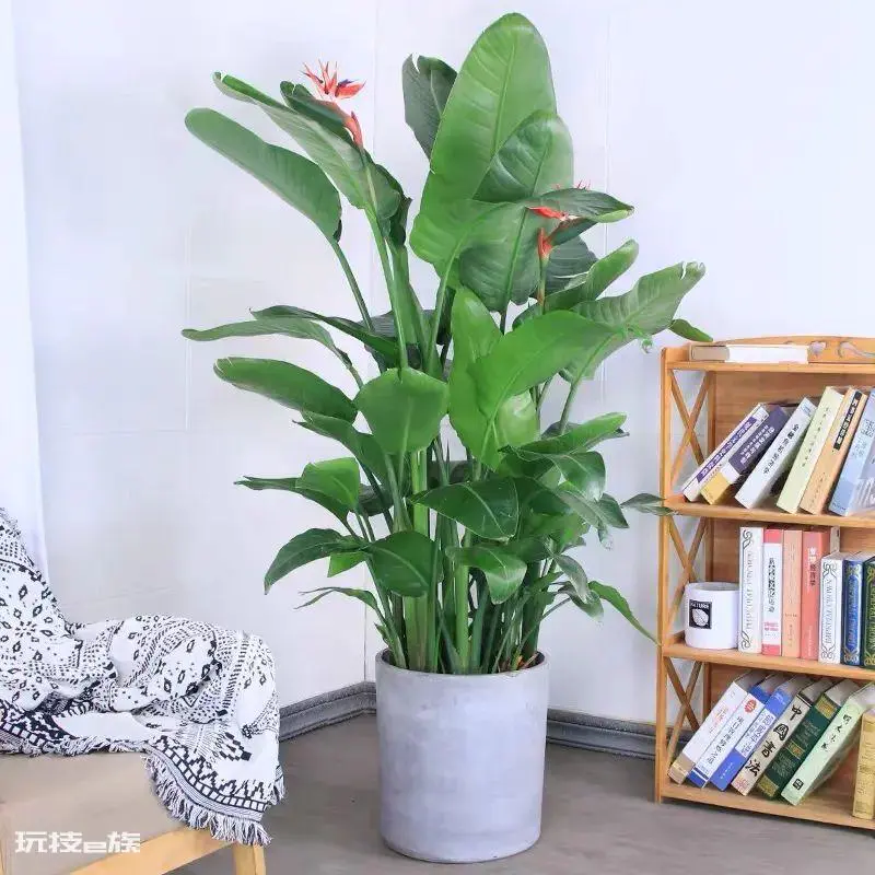 鹤望兰寓意与风水象征含义(家里放天堂鸟是吉是凶)-图片6