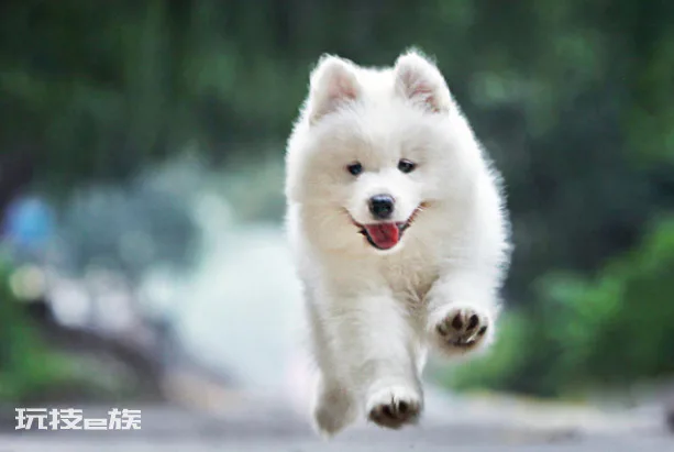 十大狗狗颜值大排名(世界十大最漂亮的狗品种排名榜)-图片1