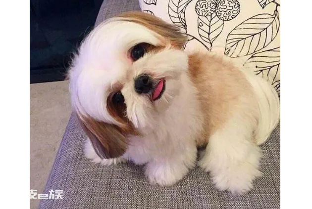 十大狗狗颜值大排名(世界十大最漂亮的狗品种排名榜)-图片7