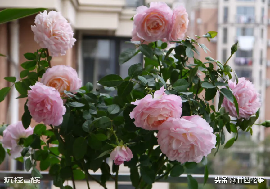 家庭养花自制花肥29种方法(自制花肥料又好又不臭方法)-图片1