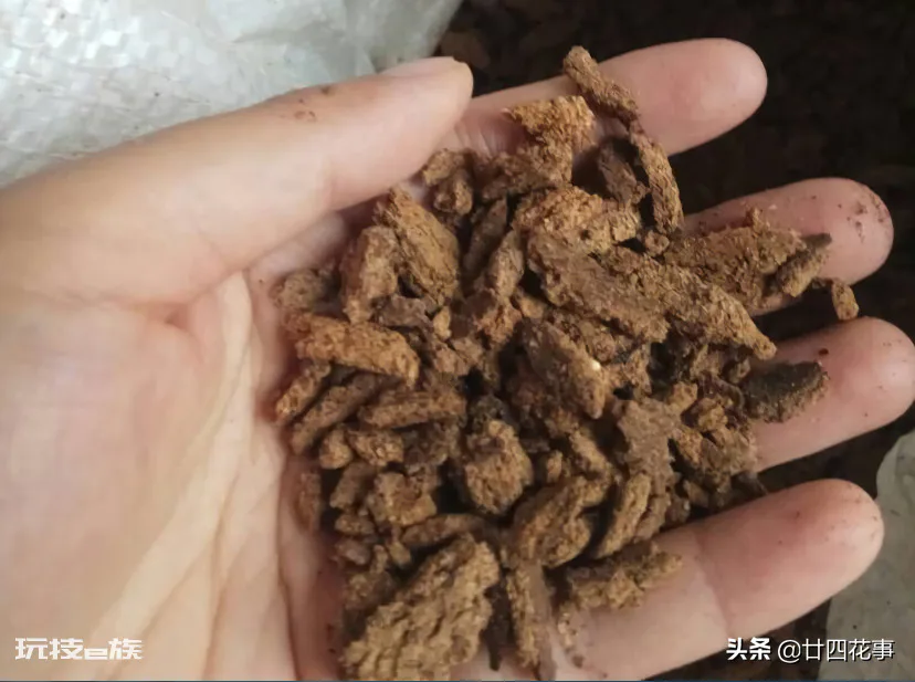 家庭养花自制花肥29种方法(自制花肥料又好又不臭方法)-图片2
