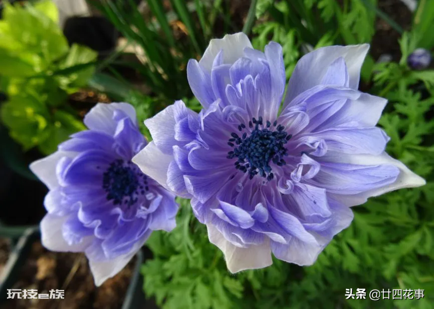 家庭养花自制花肥29种方法(自制花肥料又好又不臭方法)-图片4