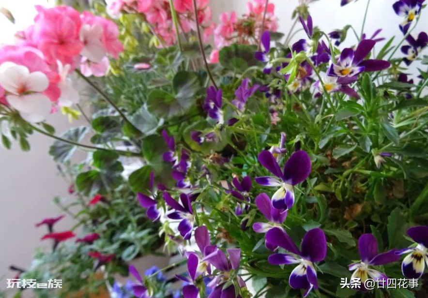 家庭养花自制花肥29种方法(自制花肥料又好又不臭方法)-图片7