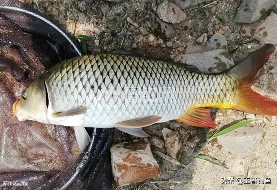 夏天钓鱼饵料用腥还是香味好(下架鱼饵的味型如何选择)-图片3