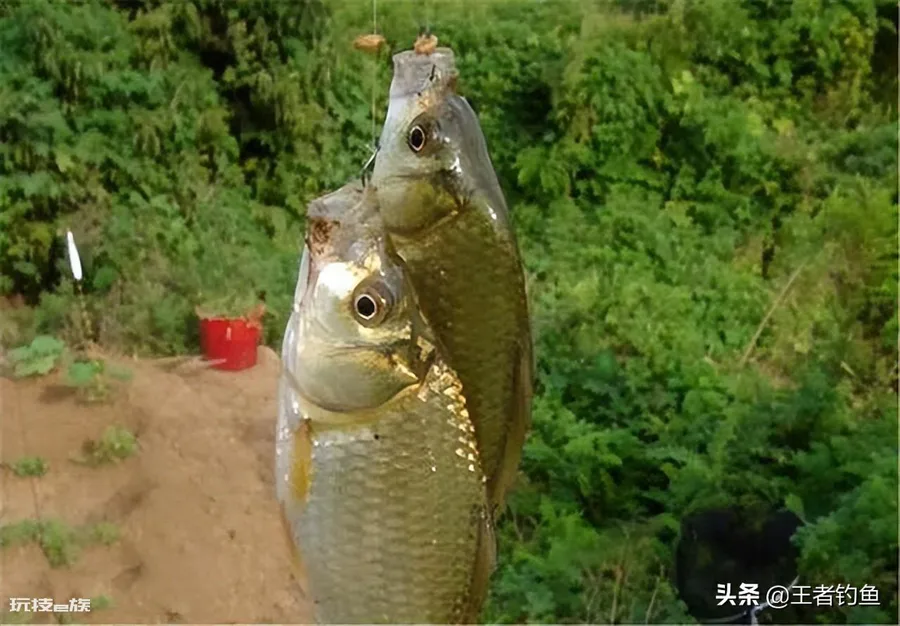 夏天钓鱼饵料用腥还是香味好(下架鱼饵的味型如何选择)-图片4