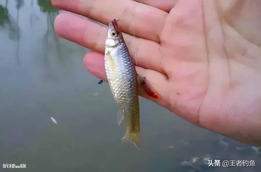 夏天钓鱼饵料用腥还是香味好(下架鱼饵的味型如何选择)-图片6