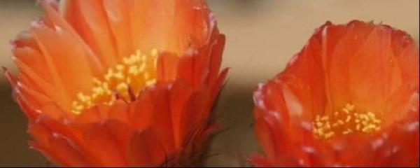 怎样去除花上的腻虫小妙招(花上长腻虫怎么办窍门)-图片1