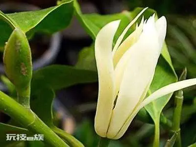 怎样去除花上的腻虫小妙招(花上长腻虫怎么办窍门)-图片2
