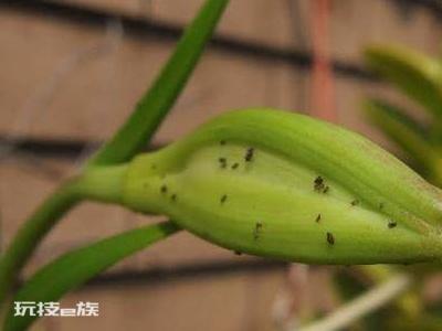 怎样去除花上的腻虫小妙招(花上长腻虫怎么办窍门)-图片3