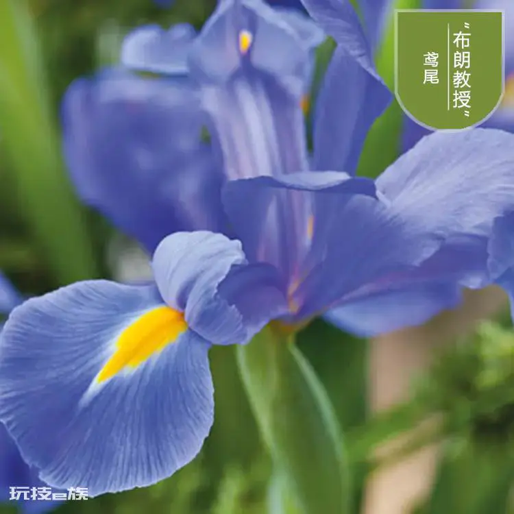 鸢尾花的花语和寓意是什么(鸢尾花在中国寓意与含义)-图片5