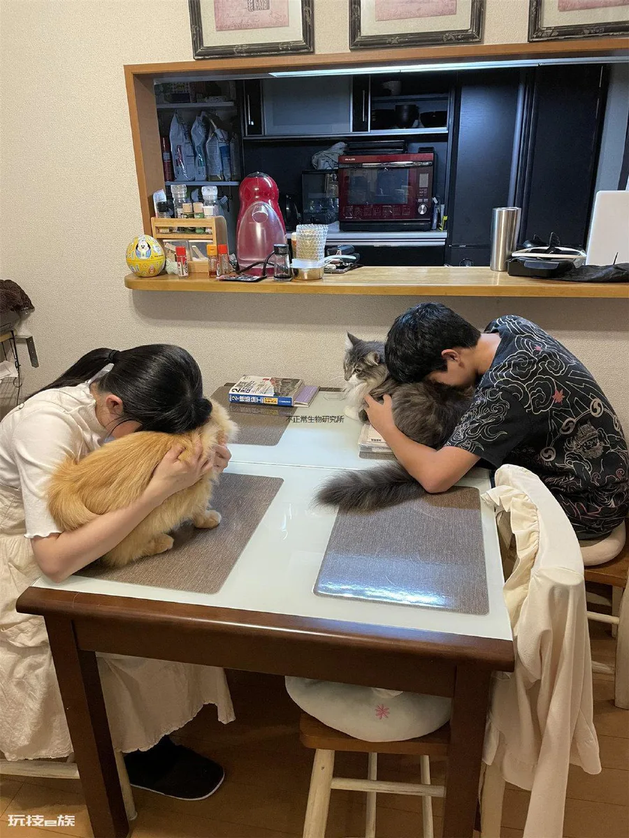 吸猫是啥意思是什么(日本饲主利用喵星人来解决家庭纷争)-图片3