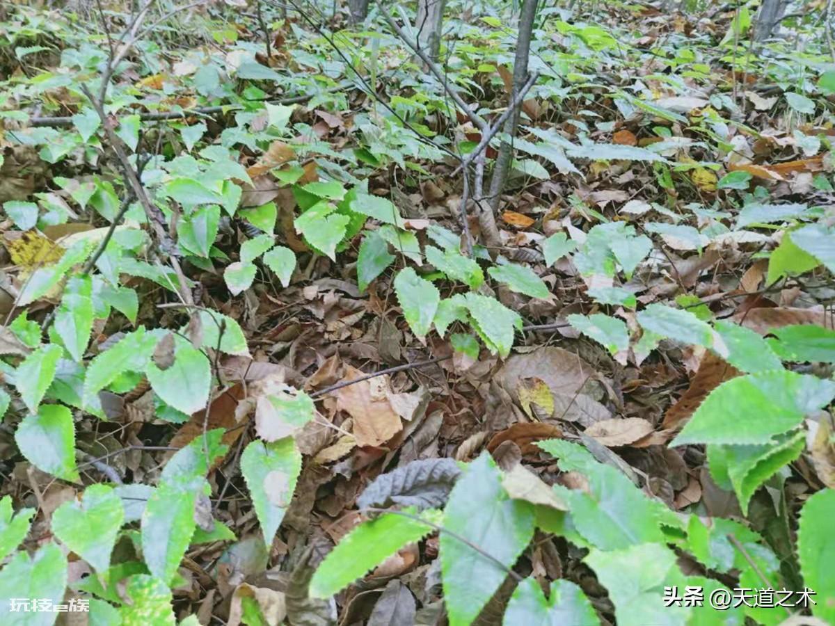 中草药种植前景排名(十种不愁销路的中药材品种)-图片2