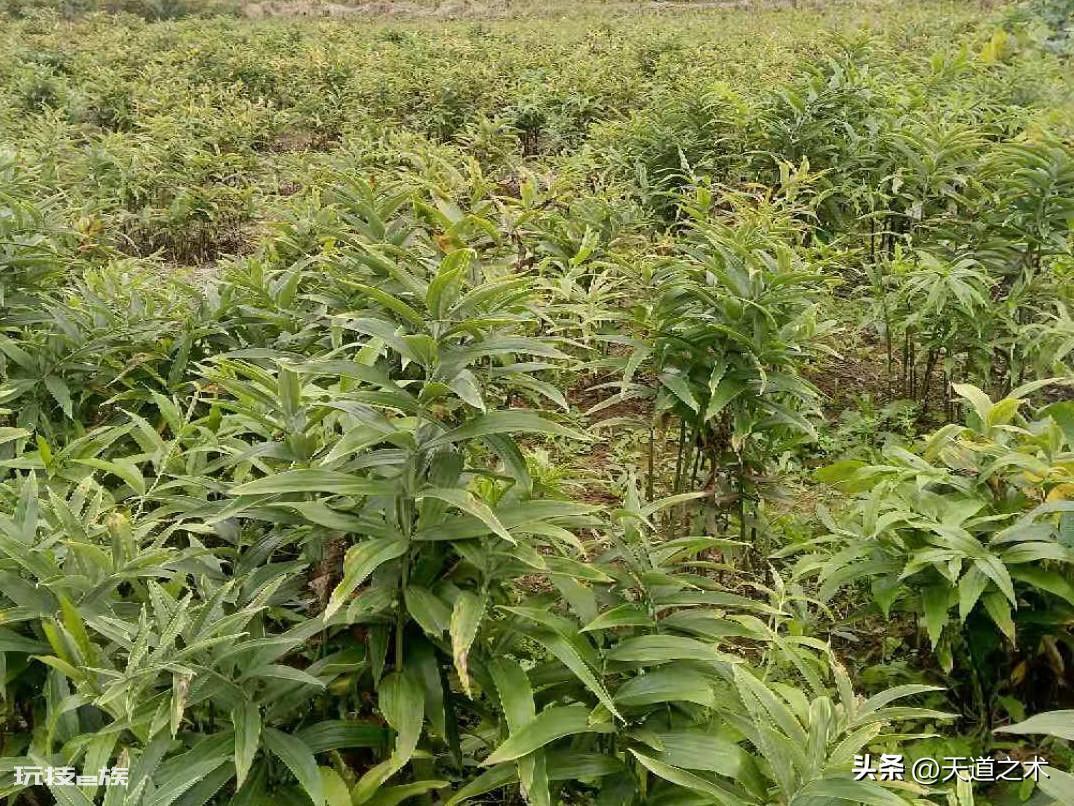 中草药种植前景排名(十种不愁销路的中药材品种)-图片3