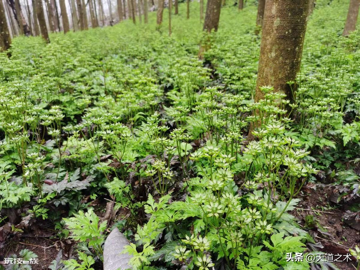 中草药种植前景排名(十种不愁销路的中药材品种)-图片4