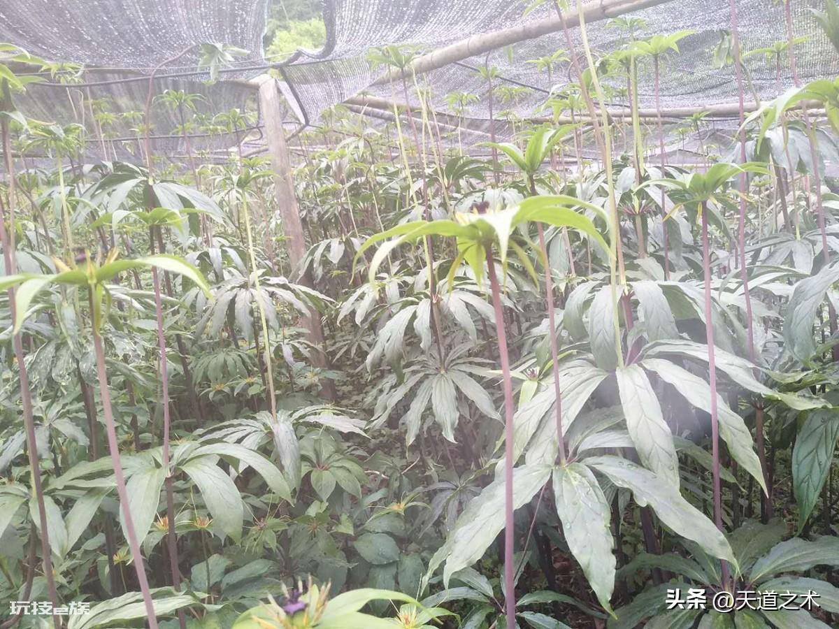 中草药种植前景排名(十种不愁销路的中药材品种)-图片5
