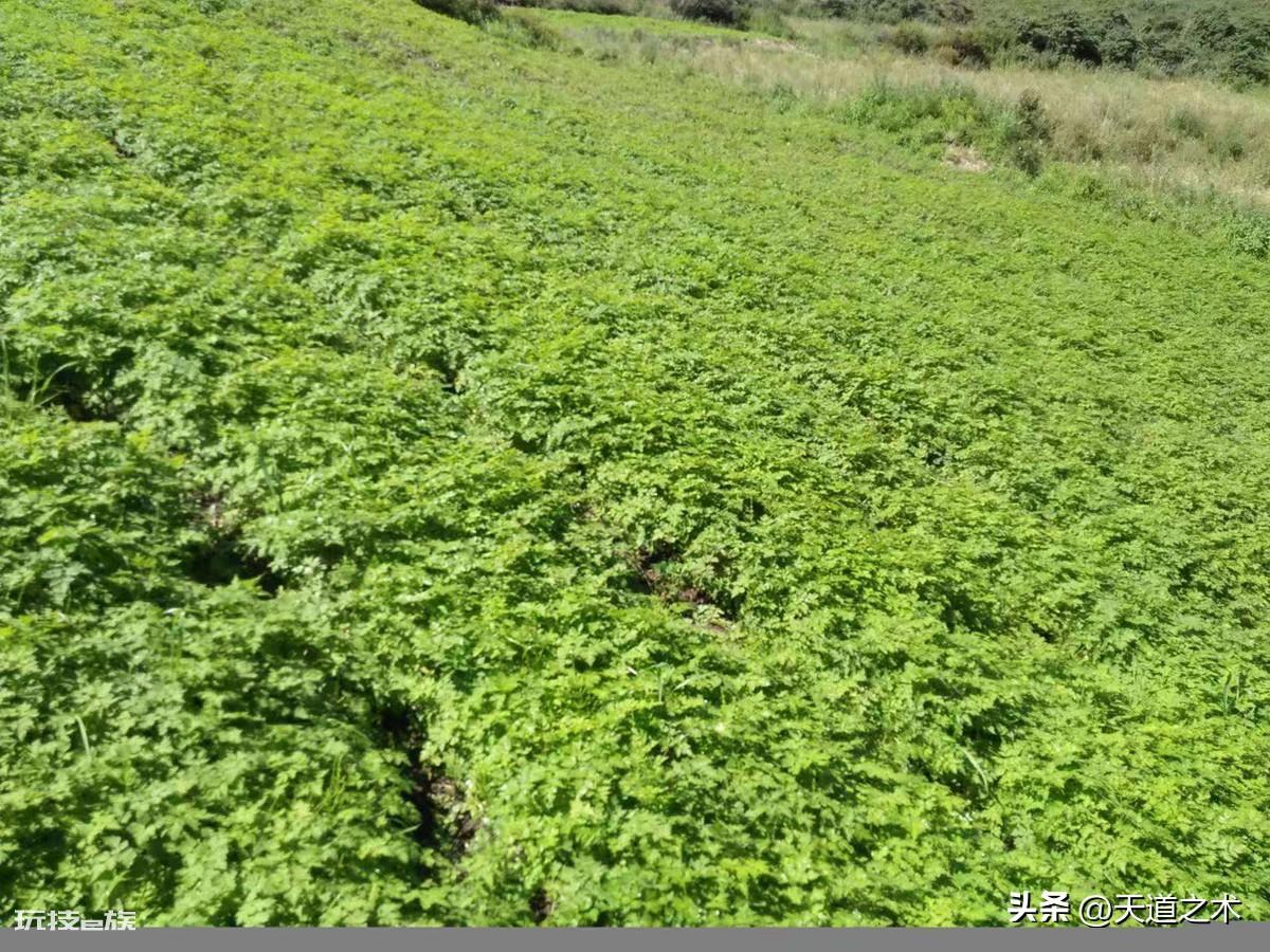 中草药种植前景排名(十种不愁销路的中药材品种)-图片6