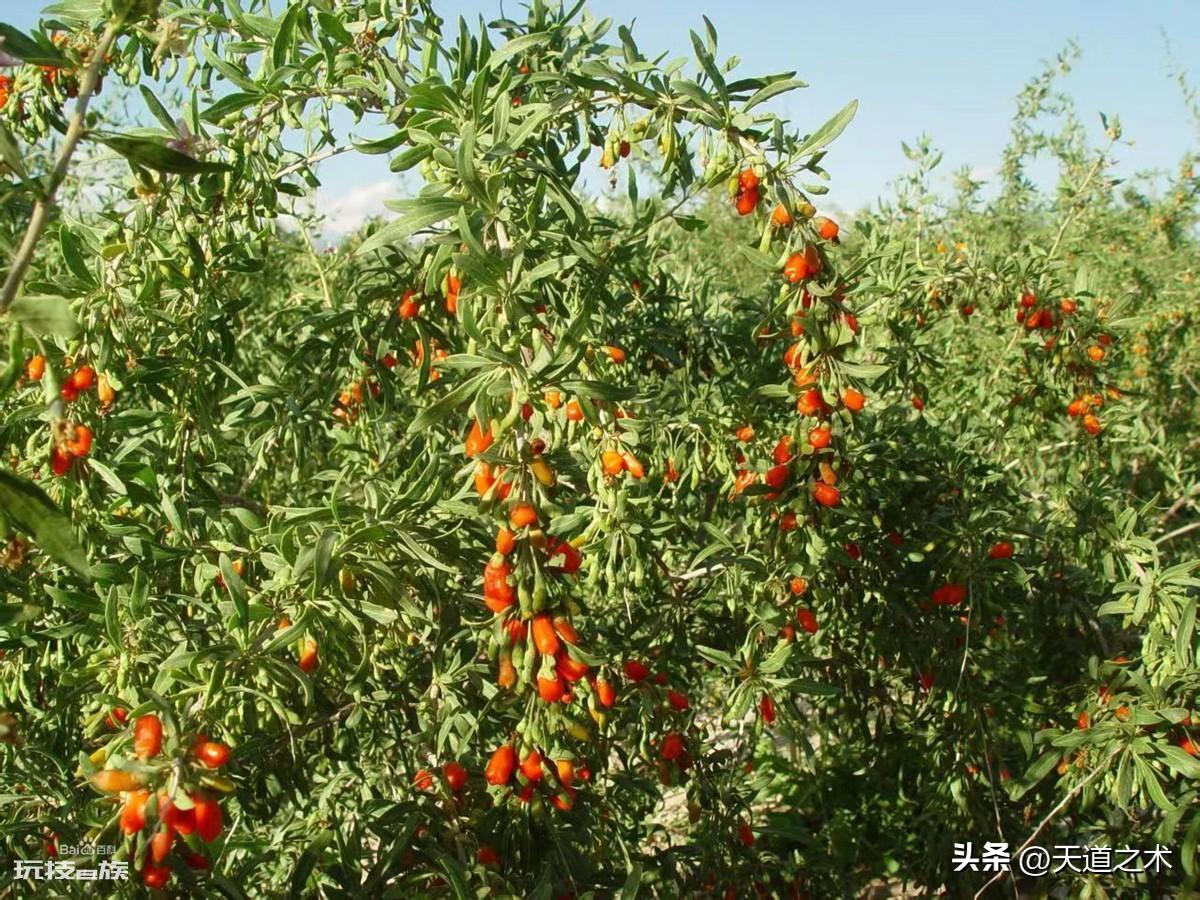 中草药种植前景排名(十种不愁销路的中药材品种)-图片7