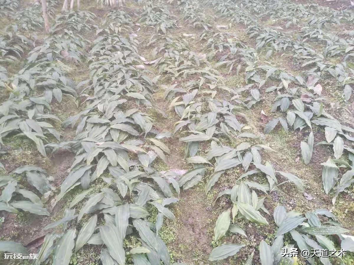 中草药种植前景排名(十种不愁销路的中药材品种)-图片8