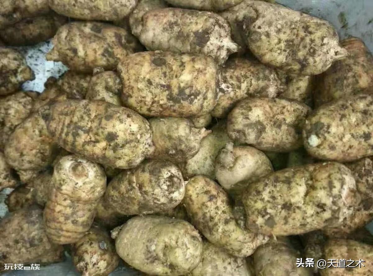 中草药种植前景排名(十种不愁销路的中药材品种)-图片9