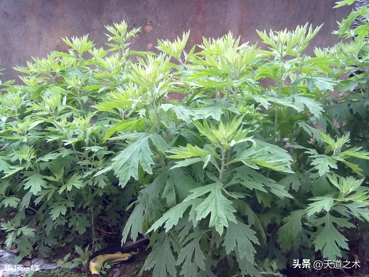 中草药种植前景排名(十种不愁销路的中药材品种)-图片10