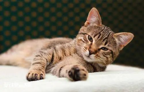 最贵的猫前十名排行榜(世界上十大最贵的猫)-图片1