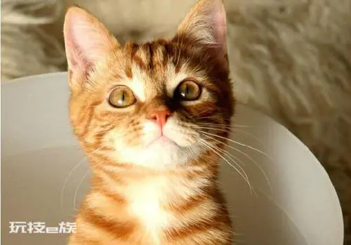 最贵的猫前十名排行榜(世界上十大最贵的猫)-图片2