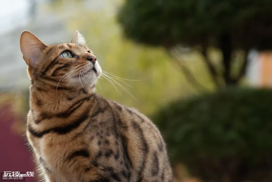 最贵的猫前十名排行榜(世界上十大最贵的猫)-图片3