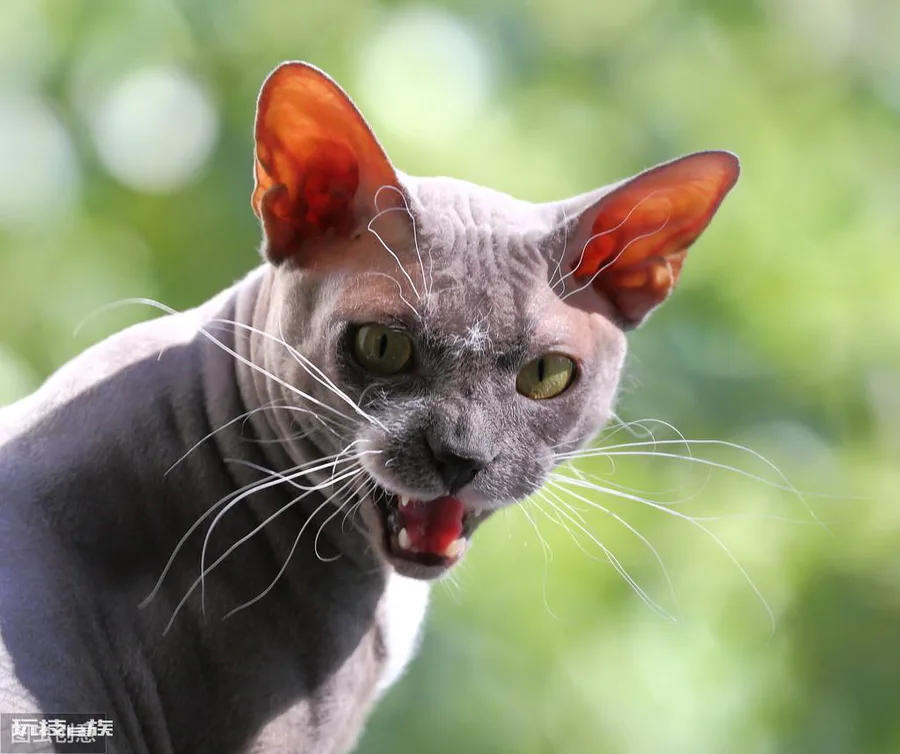 最贵的猫前十名排行榜(世界上十大最贵的猫)-图片4